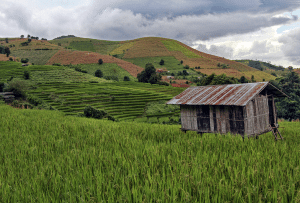 house in rice field