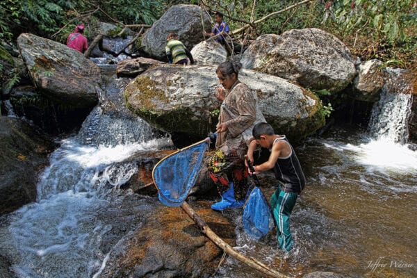 indigenous lahu hilltribe women and youth are holding blue nets and fishing in the river