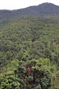 northern thailand hilltribes - jeffrey warner - development - karen man in the forest and at the top of a tree