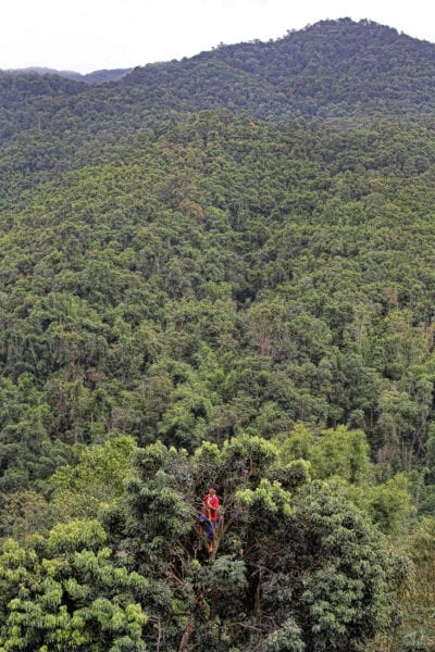 a karen hilltribe man is in the forest and standing at the top of a tree